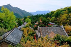 北京香火很旺的潭柘寺，中国封号最高的“帝王树”竟被配错了鸳鸯。