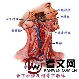 锁骨下动脉