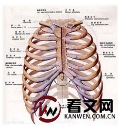 肋骨疼