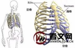 抽肋骨的危害