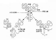 被仓鼠咬出血要打免疫球蛋白吗