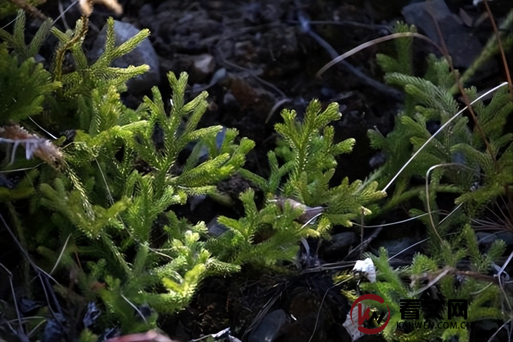 如何保护水生植物羽毛苔生物多样性？