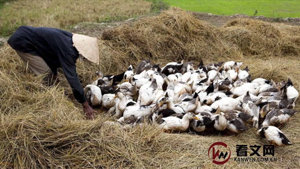 我国华中地区养猪方式的变化，已经开始对传统养猪方式已产生影响