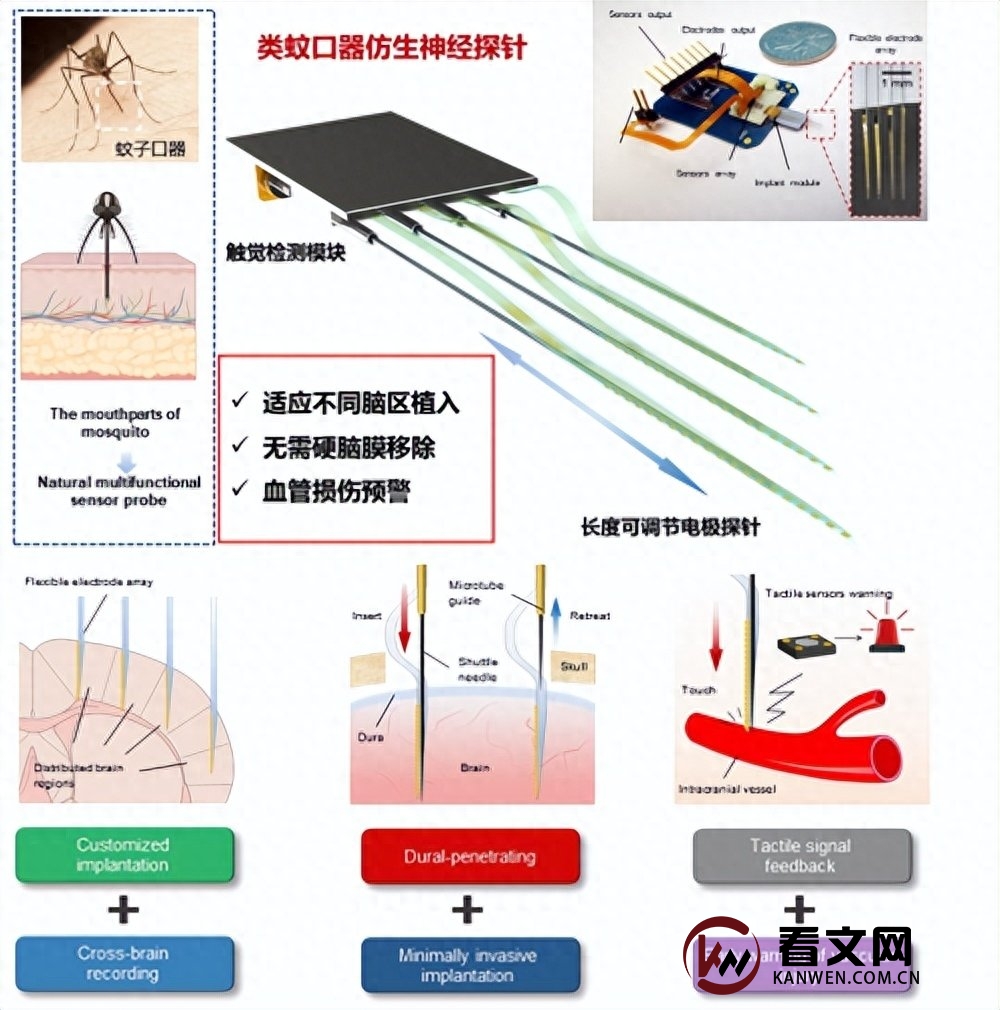 人类研究蚊子“嘴巴”百年，只为做一根无痛针头？最后成功了吗？